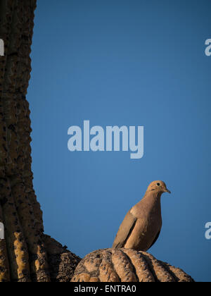 Mourning Dove (Zenaida Macroura) auf eine Saguaro, Lost Dutchman State Park, Apache Junction, Arizona. Stockfoto