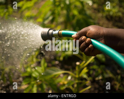 Frau, Bewässerung von Pflanzen im Manton Bend Community Garden in Providence, Rhode Island. Stockfoto