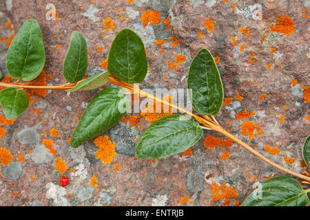 Ein grüner Weinstock wächst über einen Felsen bedeckt in orangefarbenen Flechten in der Nähe von Skolai Pass, Wrangell-St.-Elias-Nationalpark, Alaska. Stockfoto