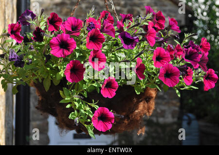 Nachgestellte Petunien in einen hängenden Korb. Stockfoto