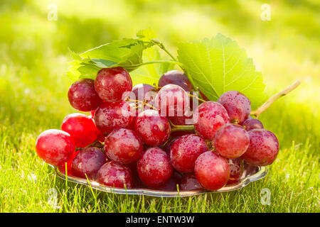 Rote Trauben im Garten im Gegenlicht Stockfoto