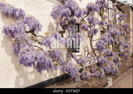 Weiße Tünche bemalte Ziegel Wisteria Cottage mit alten Reifen lila lila Glyzinien Strauch in voller Blüte, die Beschichtung der denkmalgeschützten Gebäudes II Stockfoto