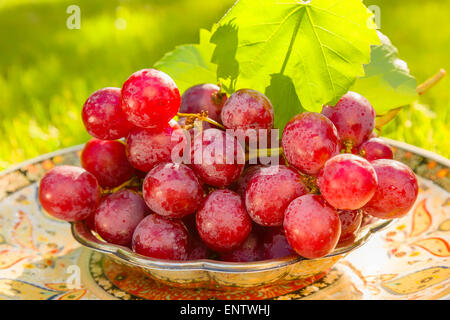 Rote Trauben im Garten im Gegenlicht Stockfoto