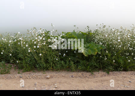 Grüne Wiese mit weißen Wildblumen im Sommer in einem Nebel gegen den Himmel des Friedens und der Meditation. Nebel über die Wiese. S Stockfoto