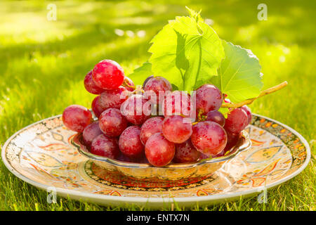 Rote Trauben im Garten im Gegenlicht Stockfoto