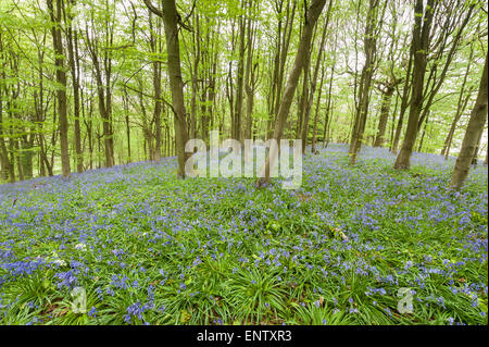 viele wilde Glockenblumen Blumen im Frühling Wiese unter Laub-Edelkastanie Blatt Vordach öffnen Wald Lichtung Stockfoto