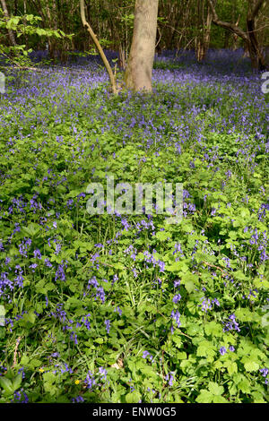 Glockenblumen Teppich Waldboden Waresley Holz Cambridgeshire England Stockfoto