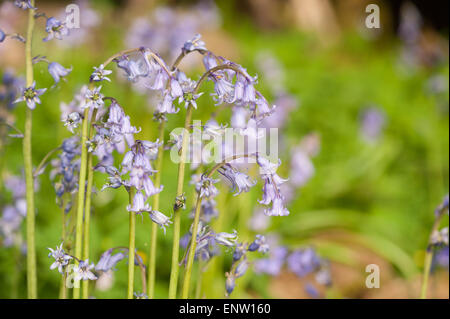 Frühling Sonne funkelt Leben in einem alten Kastanien Buche Waldgebiet mit einem Waldboden Glockenblumen und Waldwege Stockfoto