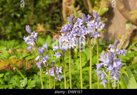 Eindringen fremde Arten Spanisch Bluebell langsam verdrängt britische Glockenblumen Lebensräume in Wäldern und bewaldeten landesweit Stockfoto