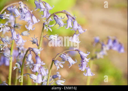 Frühling Sonne funkelt Leben in einem alten Kastanien Buche Waldgebiet mit einem Waldboden Glockenblumen und Waldwege Stockfoto