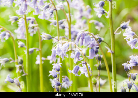 Frühling Sonne funkelt Leben in einem alten Kastanien Buche Waldgebiet mit einem Waldboden Glockenblumen und Waldwege Stockfoto