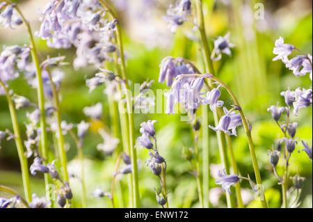 Frühling Sonne funkelt Leben in einem alten Kastanien Buche Waldgebiet mit einem Waldboden Glockenblumen und Waldwege Stockfoto