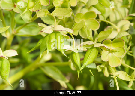 leuchtend grüne Samen Fälle von Nieswurz Anlage harmonisch in die grünen Kelchblättern von der Blume während Blütenblätter vergossen worden Stockfoto