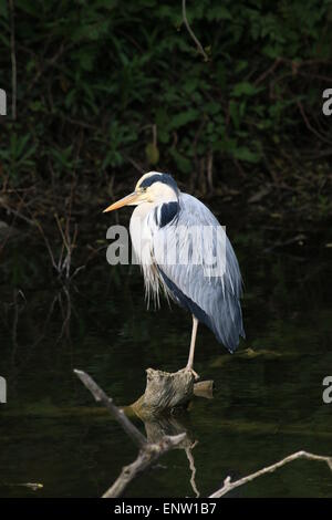 Graureiher ruht. Stockfoto