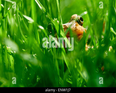 Frosch spähte durch Grashalme auf einer Wiese im Garten im Frühjahr. Stockfoto