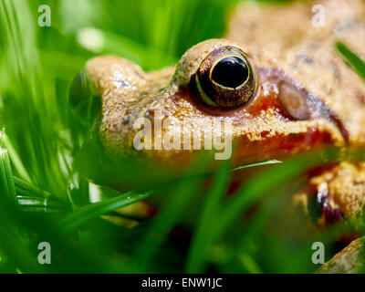 Frosch spähte durch Grashalme auf einer Wiese im Garten im Frühjahr. Stockfoto