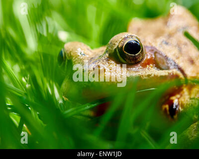 Frosch spähte durch Grashalme auf einer Wiese im Garten im Frühjahr. Stockfoto