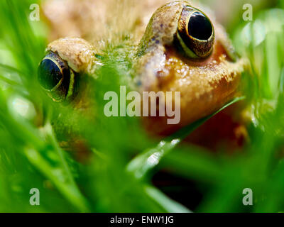 Frosch spähte durch Grashalme auf einer Wiese im Garten im Frühjahr. Stockfoto