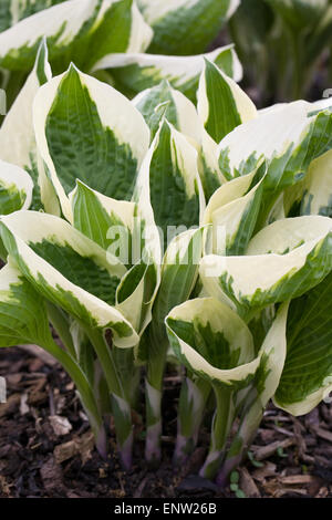 Hosta 'Karin' Blätter im Frühling. Stockfoto