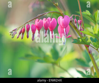 Nahaufnahme der blutenden Herzen Blumen im Garten mit unscharf Blätter im Hintergrund. Stockfoto