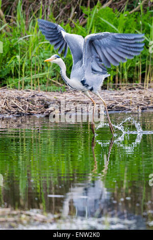 Ein Graureiher (Ardea Cinerea) im Cilgerran Naturreservat. Es ist auf der Flucht - nur ausziehen Stockfoto