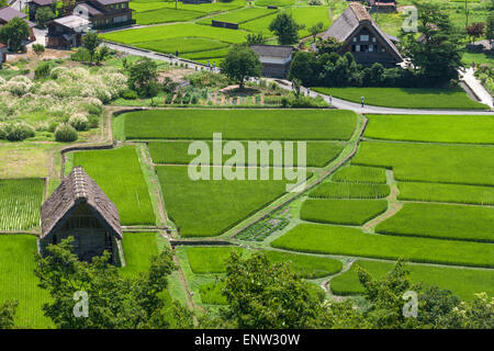 Reis-Feld in die historischen Dörfer von Shirakawa-Gō und Gokayama ein traditionelles Dorf bekannt als Gasshō-Zukuri Baustil. Stockfoto