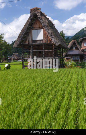 Reis-Feld in die historischen Dörfer von Shirakawa-Gō und Gokayama ein traditionelles Dorf bekannt als Gasshō-Zukuri Baustil. Stockfoto