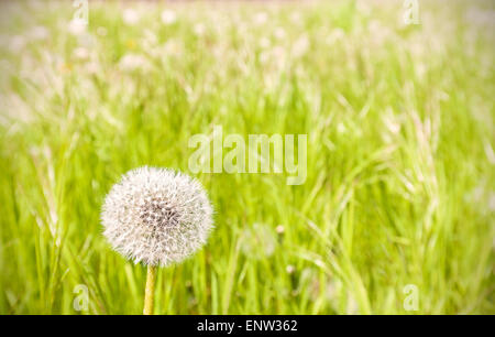 Löwenzahn auf einer Wiese, Natur Hintergrund, geringe Schärfentiefe. Stockfoto