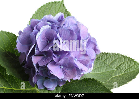 Flieder Hortensie Blume isoliert auf weißem Hintergrund Stockfoto