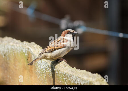 Spatz, hocken auf Holzzaun Stockfoto