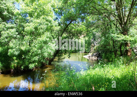 Grüne Bäume auf einem schattigen Teich. Stockfoto