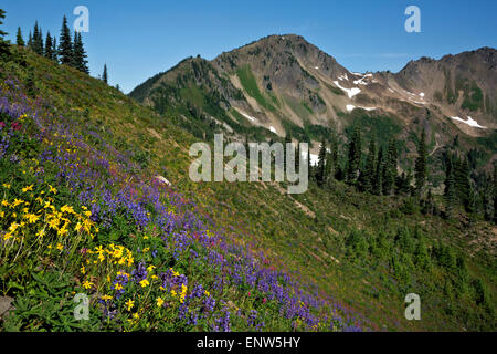 WA10651-00... WASHINGTON - Wildblumen blühen auf einer offenen Hügel in der Nähe von Anderson Pass in Olympic Nationalpark. Stockfoto