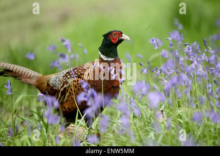 Gemeinsamen Fasan, Phasianus Colchicus, Einzel männlich in Glockenblumen, Warwickshire, Mai 2015 Stockfoto