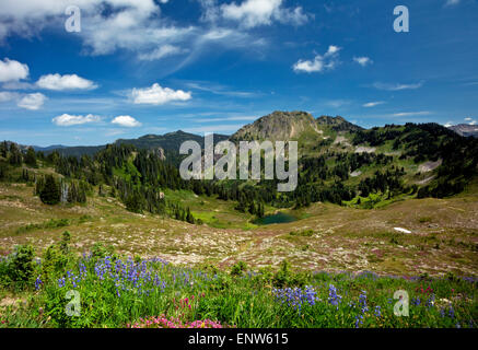 WA10657-00... WASHINGTON - Heather, Lupine und Pinsel blühen auf der hohen Teilen über Heart Lake im Olympic Nationalpark. Stockfoto