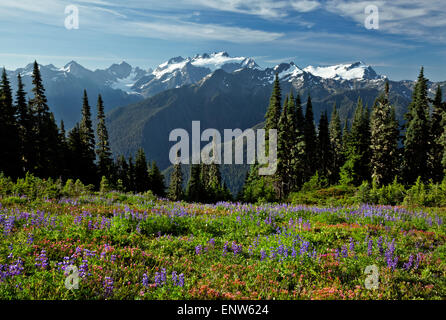 WA10681-00... WASHINGTON - Lupine und Heidekraut blühen in einer Wiese entlang der hohen Kluft mit Olymp und Mount Tom in der Stockfoto