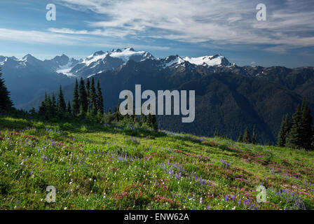 WASHINGTON - Lupine, Heidekraut und Berg cm in einer Wiese entlang der hohen Kluft mit Olymp und Mount Tom blüht. Stockfoto