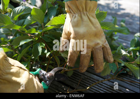 Beschneidung-Anlage zur Therapie im Sommergarten Stockfoto