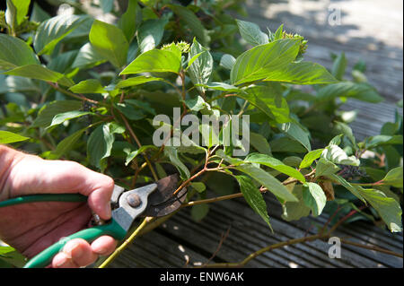 Beschneidung-Anlage zur Therapie im Sommergarten Stockfoto