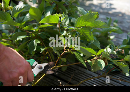 Beschneidung-Anlage zur Therapie im Sommergarten Stockfoto