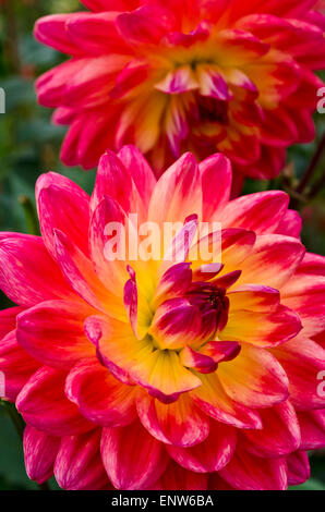 Wunderschöne farbenfrohe gelbe und rote Blüten der Canoz Anne Vielfalt der Dahlie. Blühende Dahlien. Stockfoto