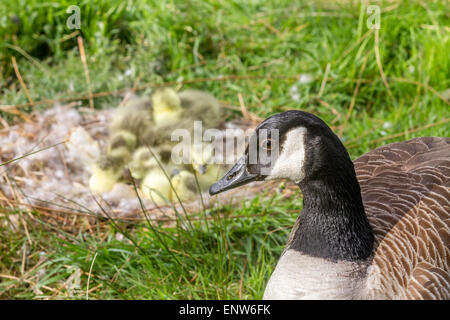 Mutter Canada Goose und Gosling frisch geschlüpften Küken im Hintergrund. Stockfoto