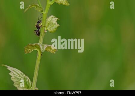 Ameisen Klettern auf Wildpflanze mit grünem Hintergrund und Platz für text Stockfoto