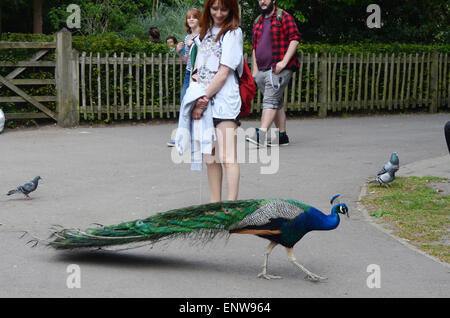 London, UK, 11. Mai 2015, Pfau im Kyoto Garden.  Menschen machen das Beste aus einem sonnigen Tag in Holland Park mit Temperaturen bis 22 Grad als kühleres Wetter vorausgesagt für den Rest der Woche. Bildnachweis: JOHNNY ARMSTEAD/Alamy Live-Nachrichten Stockfoto