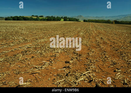 Underberg, KwaZulu-Natal, Südafrika, Feld von Mais Stoppeln nach der Ernte, Drakensberg Region, Landwirtschaft, Landschaft Stockfoto