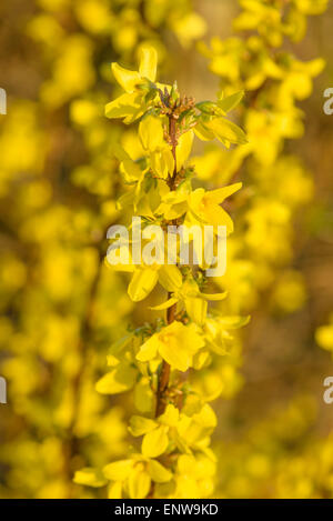 Gelben Forsythien Bush in einem Garten im Frühling Stockfoto