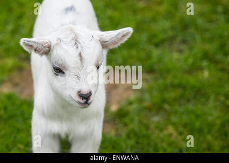 Ziege-Kind auf dem grünen Rasen im Frühjahr Stockfoto