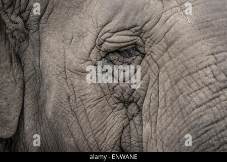 Nahaufnahme des Auges eines Elefanten Stockfoto