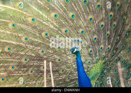 Blauer Pfau mit schönen offenen Federn Stockfoto