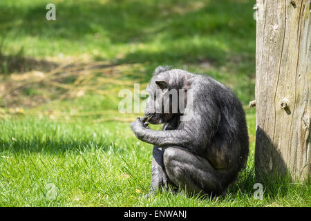 Schwarze alte Schimpanse Essen auf dem grünen Rasen Stockfoto