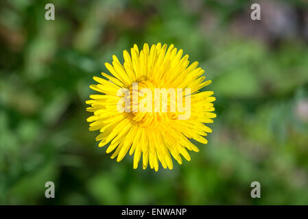 Löwenzahn Blüte Nahaufnahme auf grünem Hintergrund Stockfoto